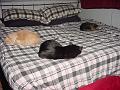 3 cats on a bed (flash)